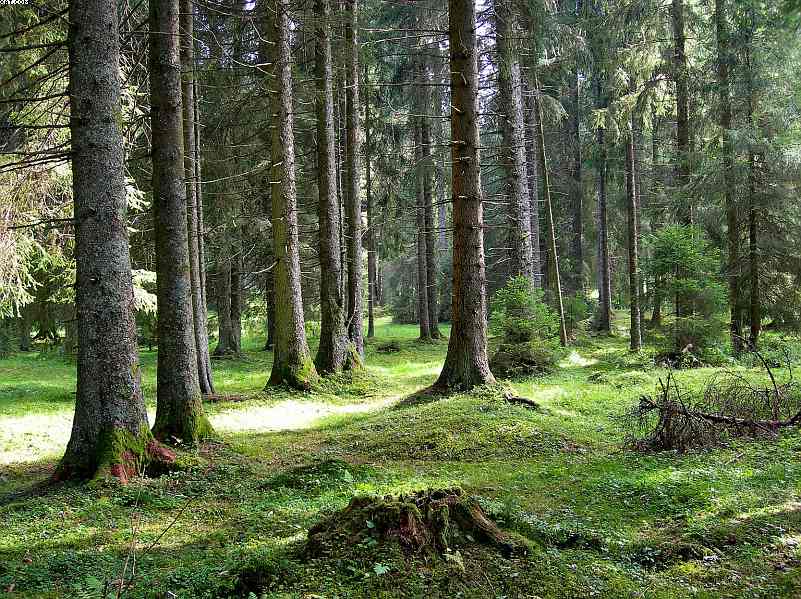 La foresta subalpina di Les breuleux  (CH)